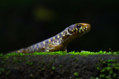 Lepidophyma smithii