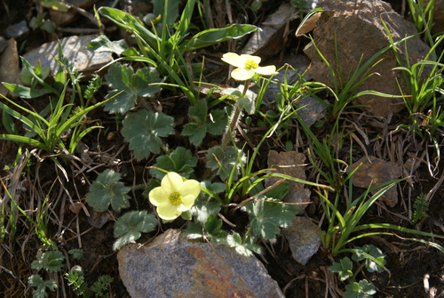 Anemonastrum obtusilobum, photograph 1