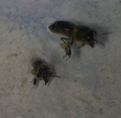 Apis mellifera intermissa