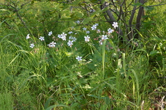 Geranium krylovii