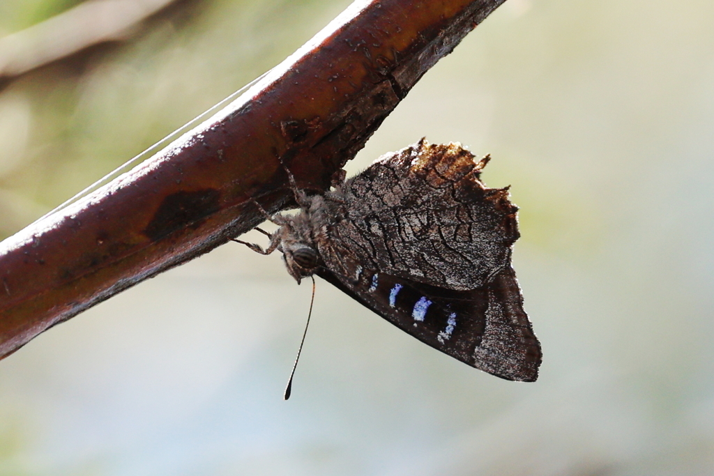 Insected Azure Broad-margined Azure from Majura, ACT 2609, Australia on February 11 ...