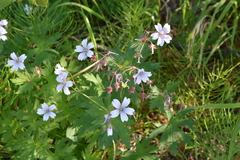 Geranium krylovii