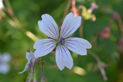 Geranium krylovii