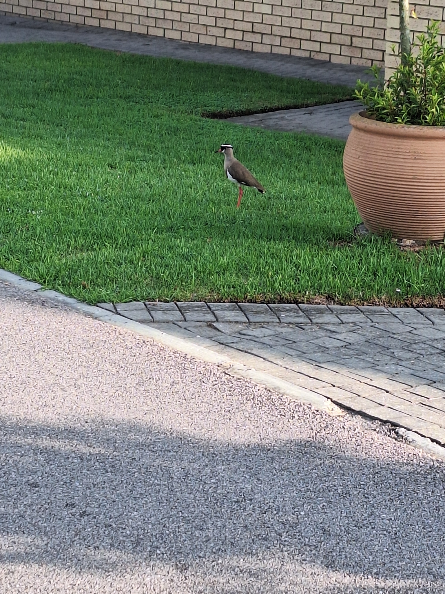 Crowned Lapwing (Vanellus coronatus), photo 6
