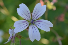 Geranium krylovii