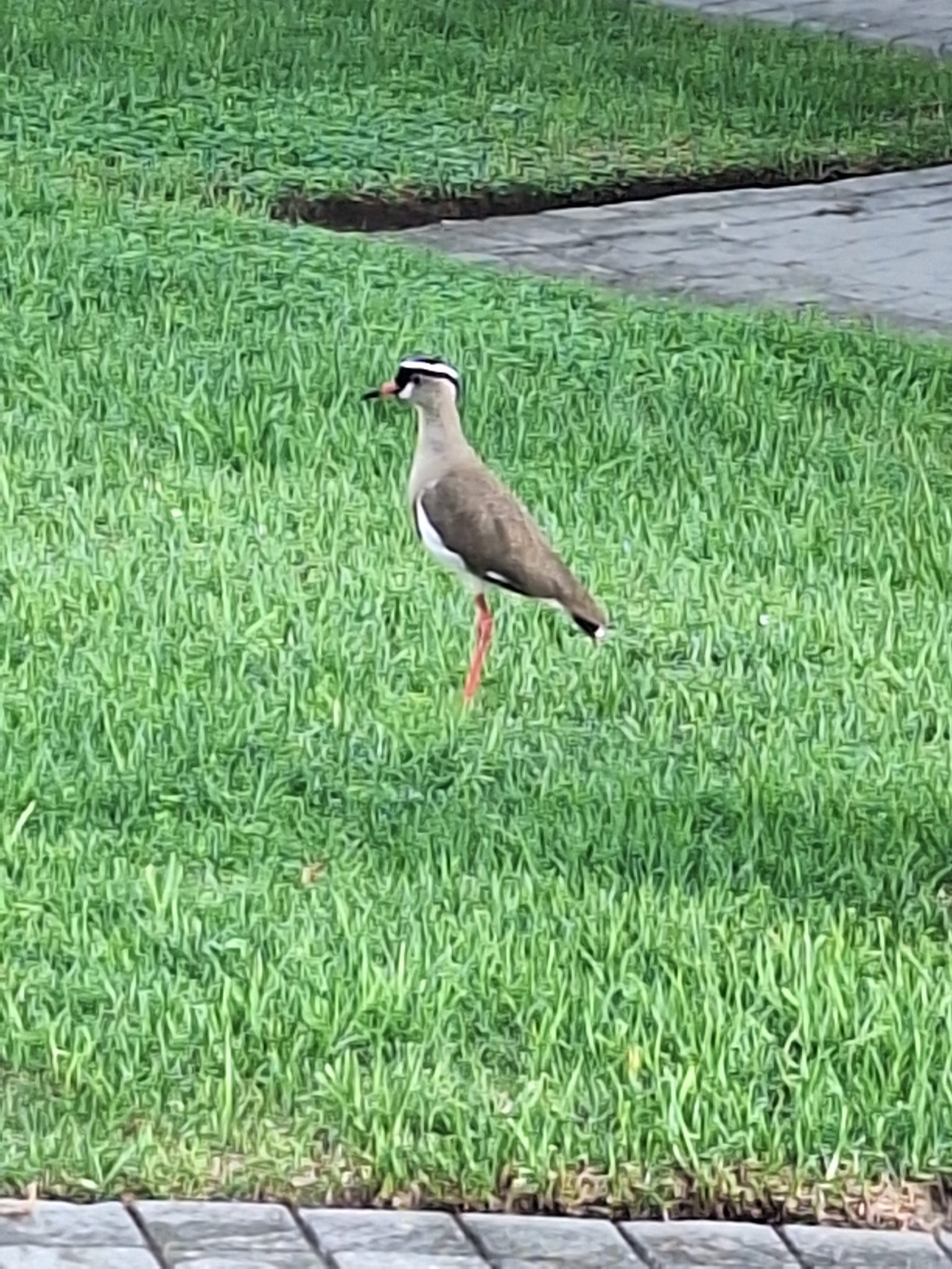 Crowned Lapwing (Vanellus coronatus), photo 7
