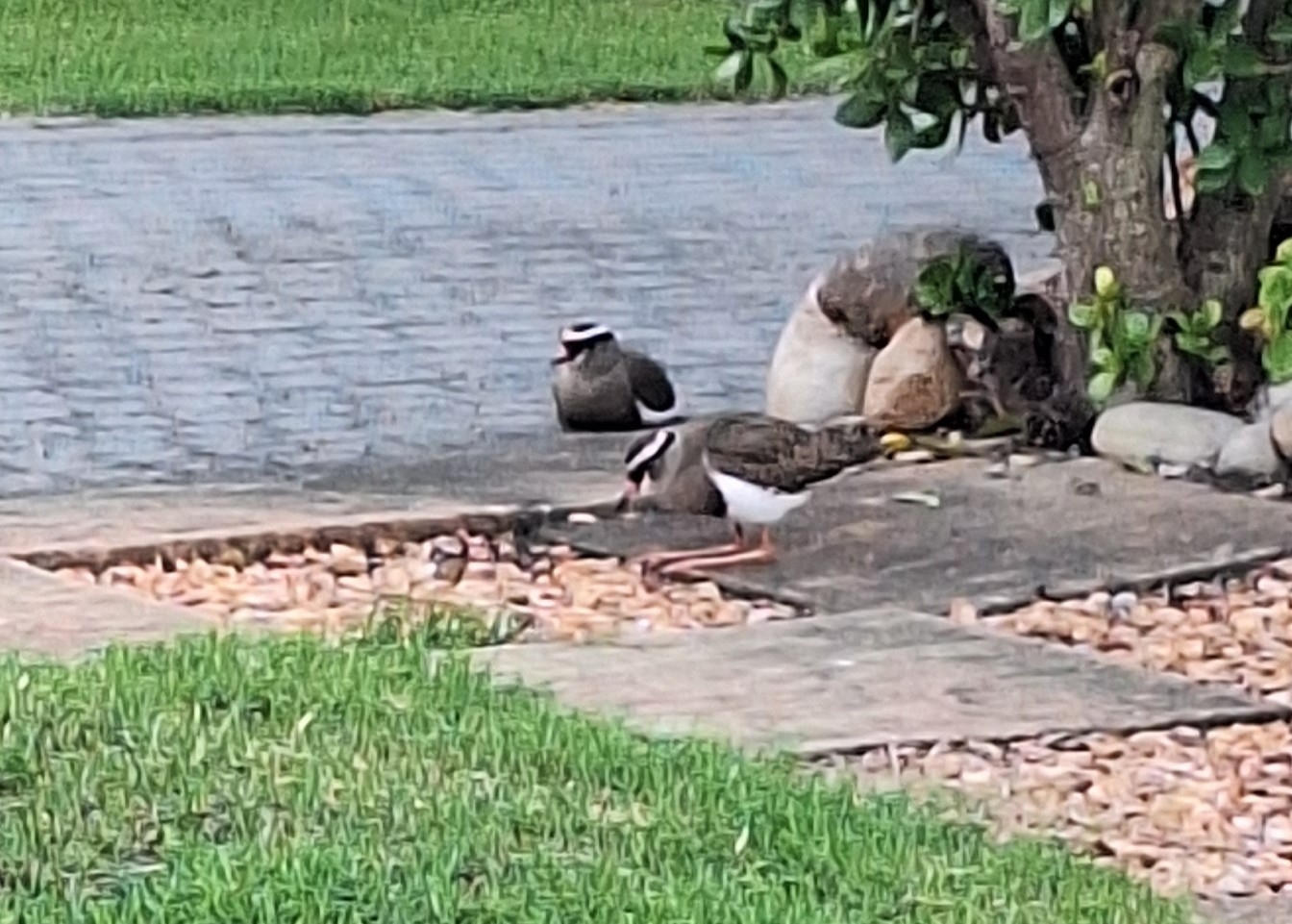 Crowned Lapwing (Vanellus coronatus), photo 8
