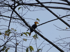 Rhabdotorrhinus corrugatus