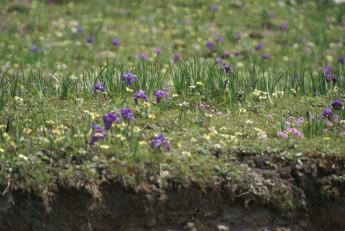 Image of Iris kemaonensis by no rights reserved