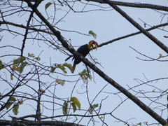 Rhabdotorrhinus corrugatus