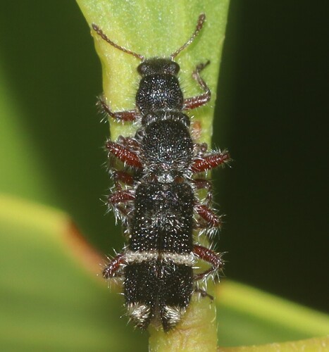 Blackburniella, 2025-12-09