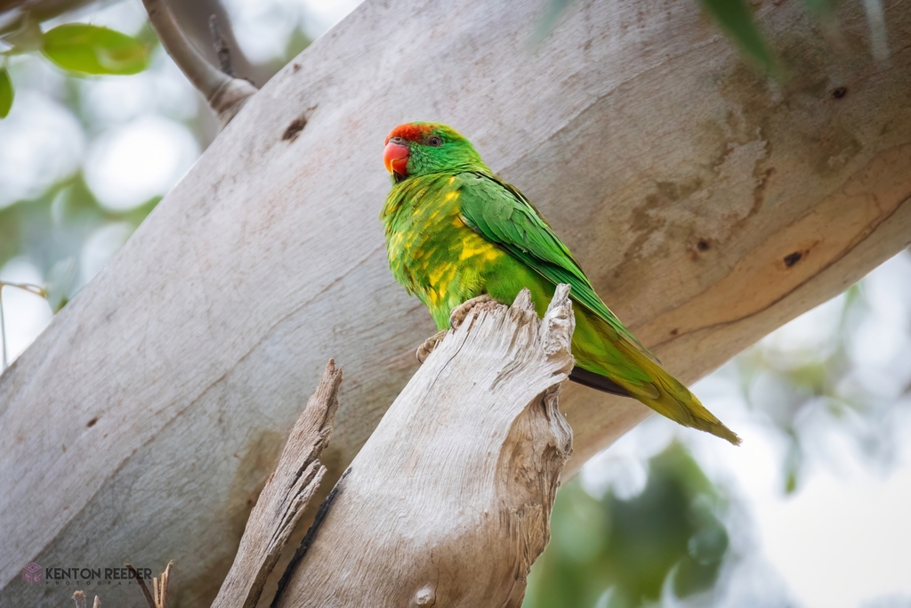 Scaly-breasted × Musk Lorikeet