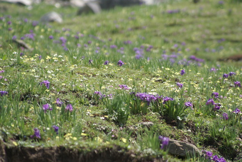 Image of Iris kemaonensis by no rights reserved