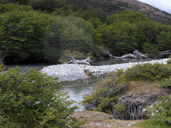 Speculanas specularis