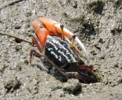 Austruca annulipes