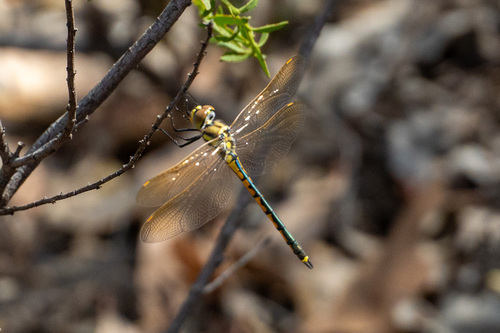 Tau Emerald photo 4
