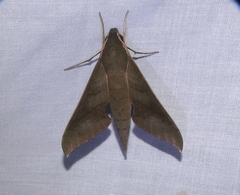Xylophanes hannemanni