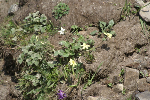 Anemonastrum obtusilobum, photograph 2