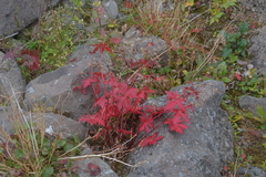 Geranium krylovii