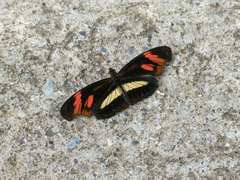 Podotricha telesiphe