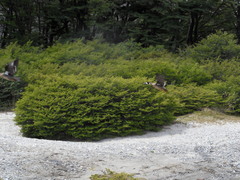 Speculanas specularis