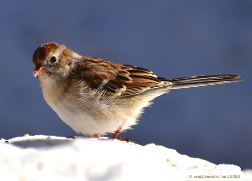 Field Sparrow, photo 8 of 10