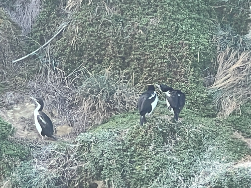 New Zealand King Shag (Leucocarbo carunculatus), photo 9