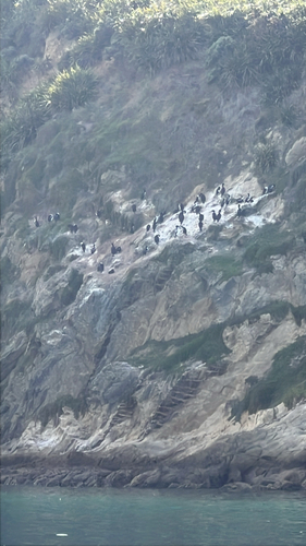 New Zealand King Shag (Leucocarbo carunculatus)