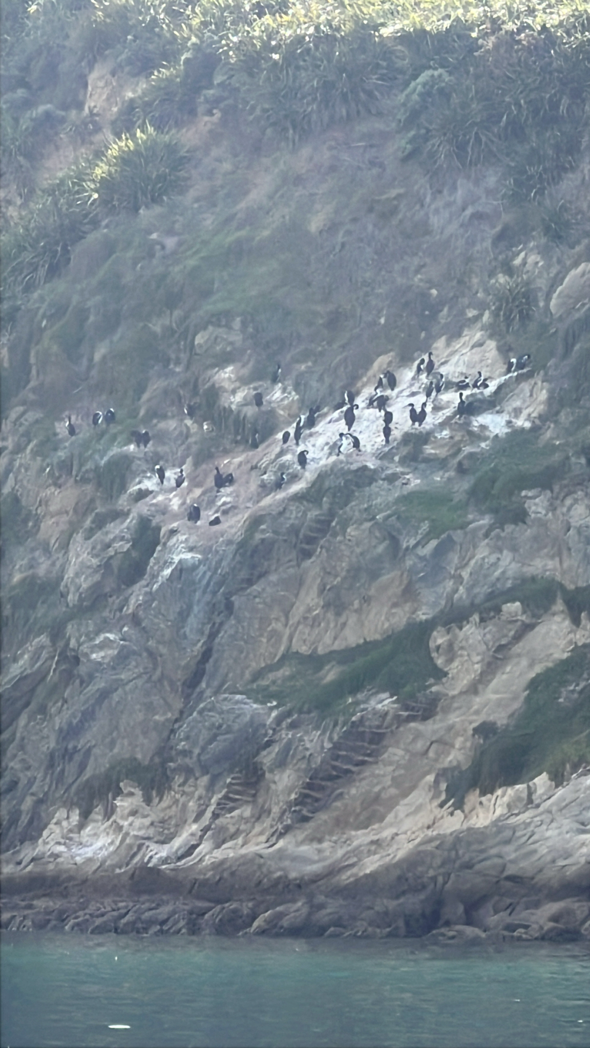 New Zealand King Shag (Leucocarbo carunculatus), photo 1