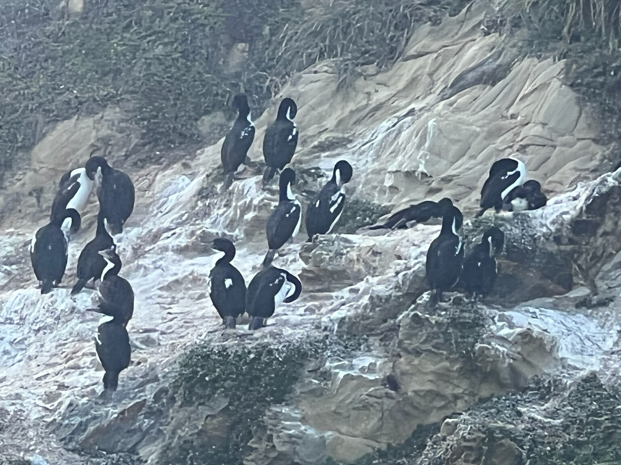 New Zealand King Shag (Leucocarbo carunculatus), photo 2