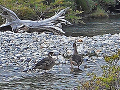 Speculanas specularis