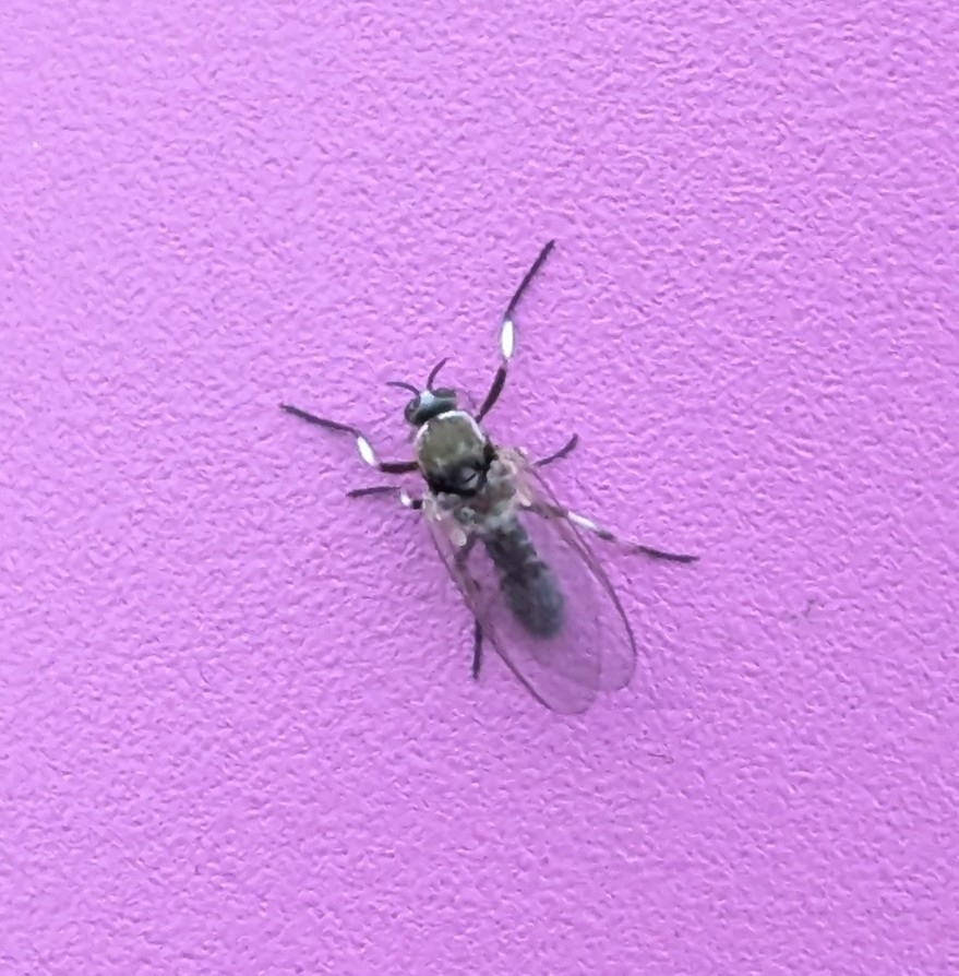 Simulium posticatum