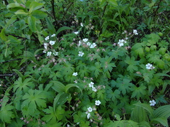 Geranium krylovii