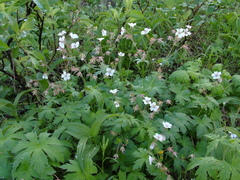 Geranium krylovii