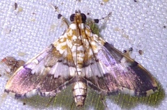 Aetholix flavibasalis