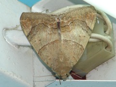 Achaea