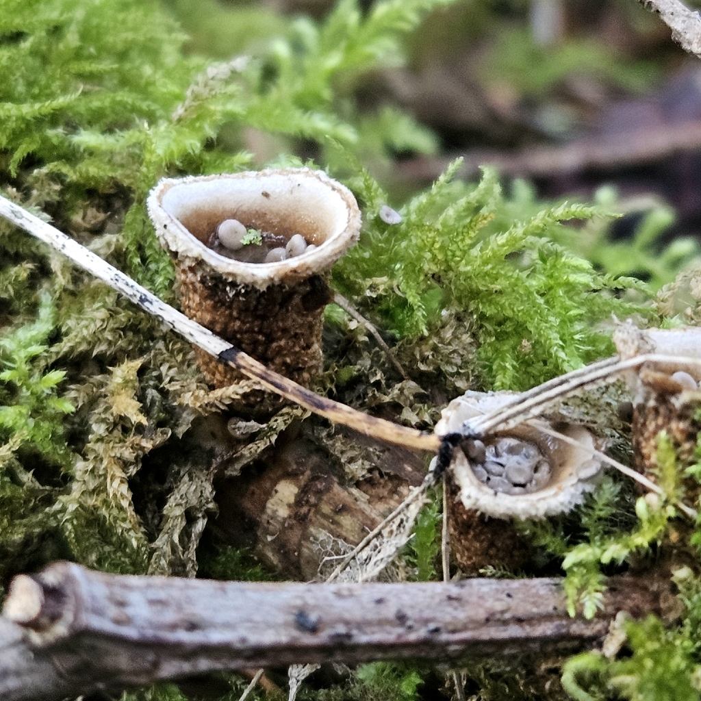 Nidula candida · February 2026 · photo: © tser (iNaturalist, cc-by)