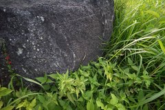 Marisora syntoma