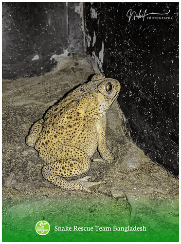 Asian Common Toad, photo 6 of 7