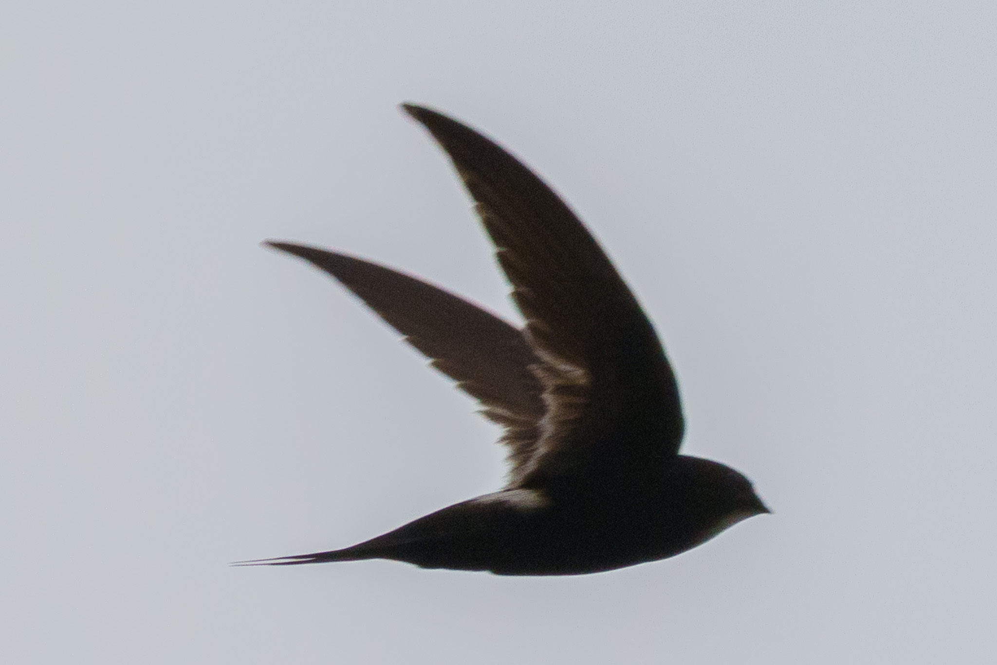 White-rumped Swift (Apus caffer), photo 9