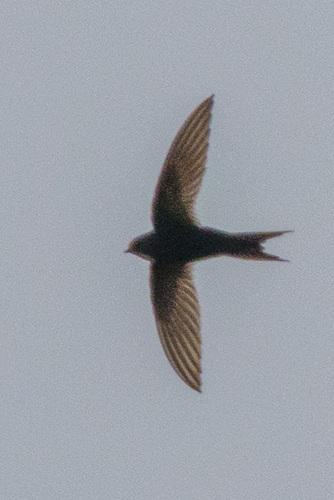 White-rumped Swift (Apus caffer), photo 10