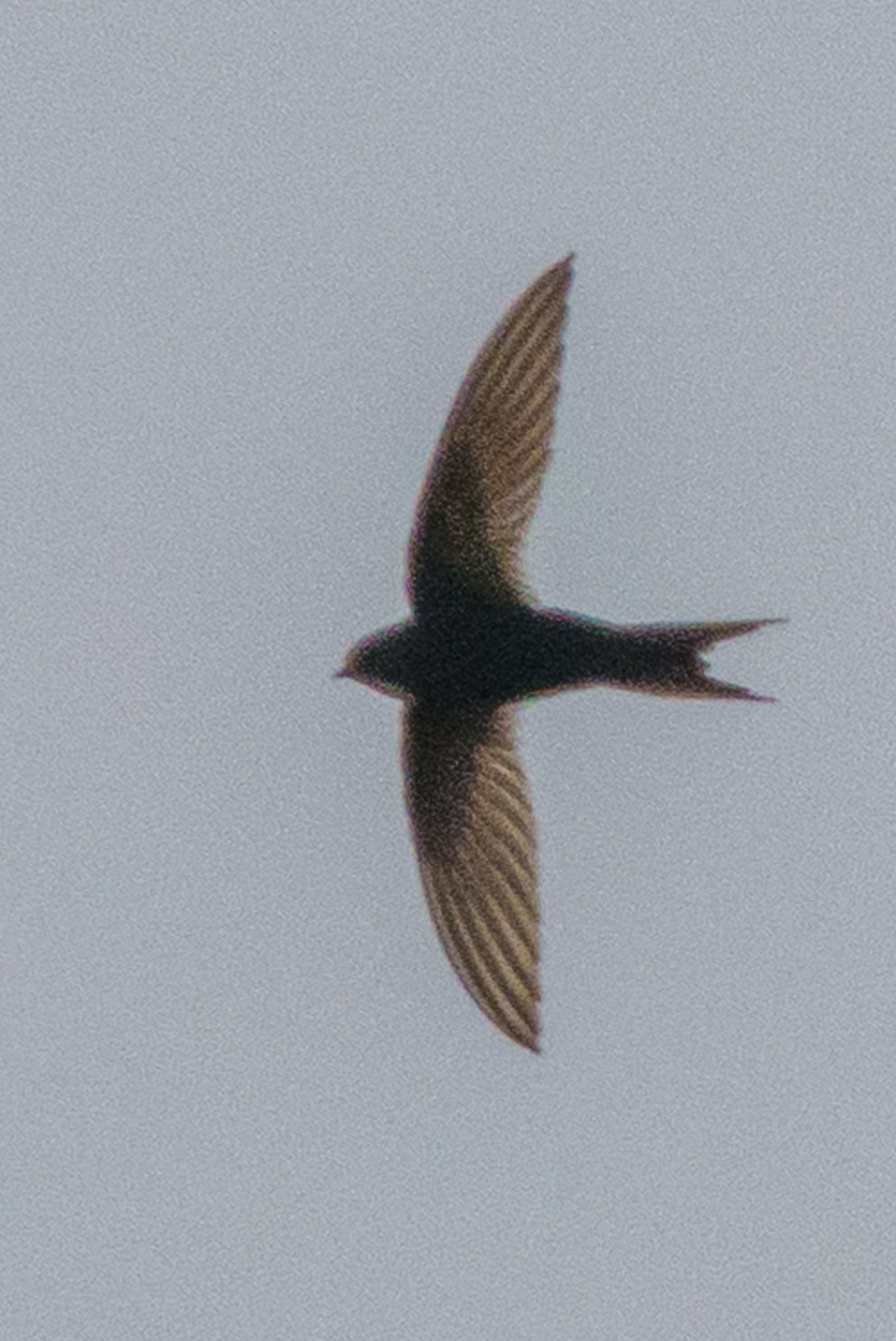 White-rumped Swift (Apus caffer), photo 10