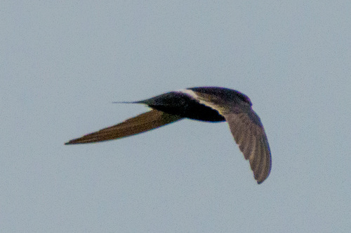 White-rumped Swift (Apus caffer), photo 7