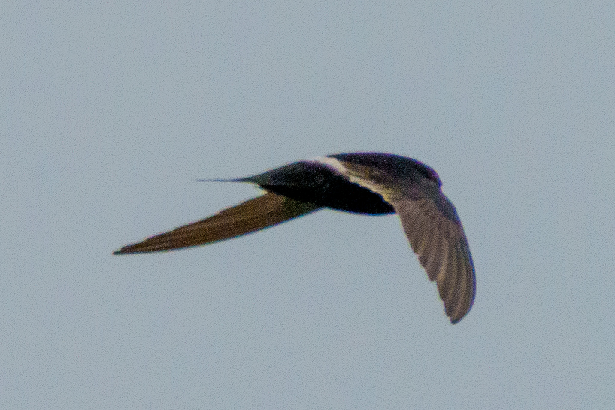 White-rumped Swift (Apus caffer), photo 7