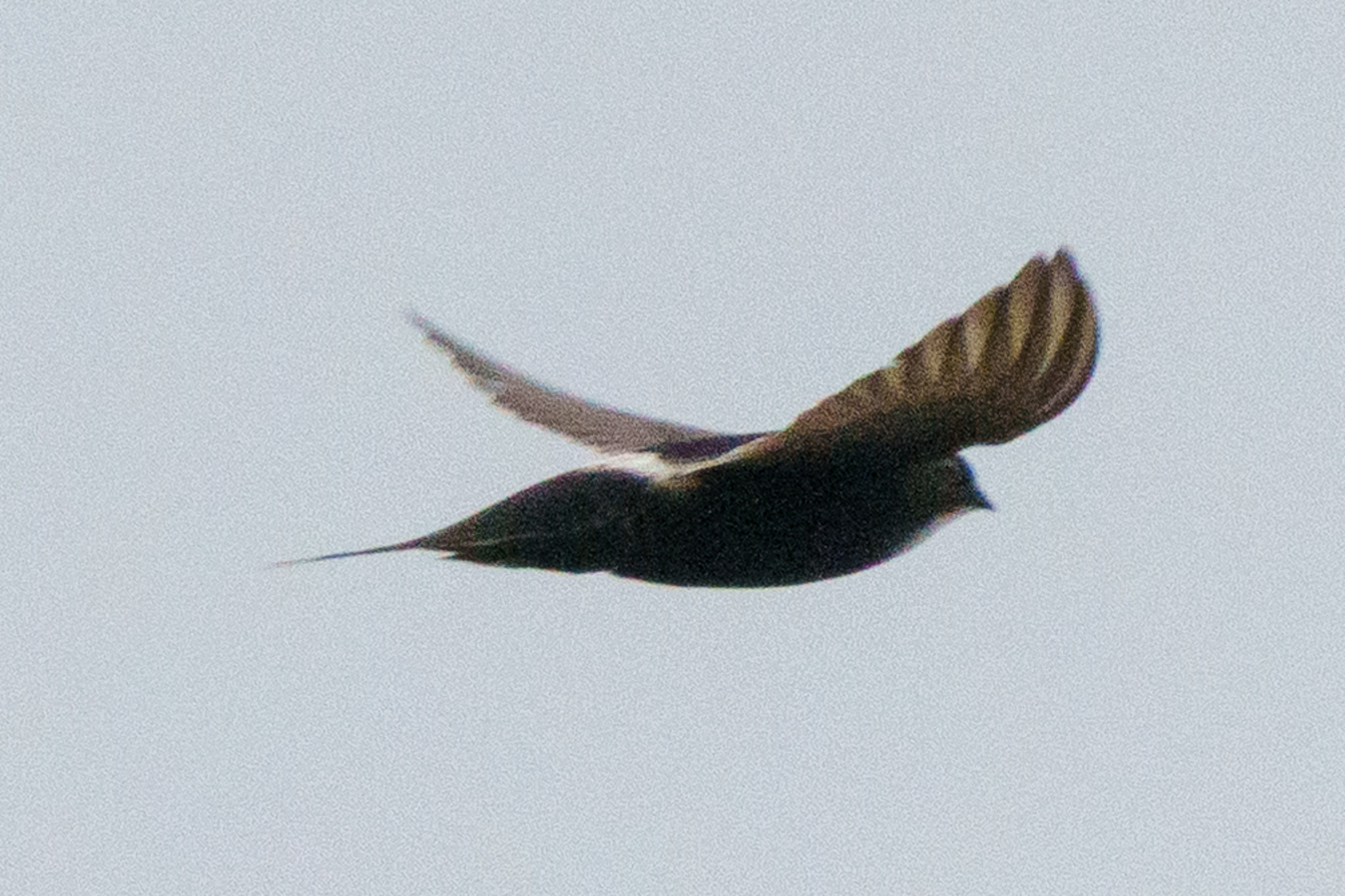 White-rumped Swift (Apus caffer), photo 8
