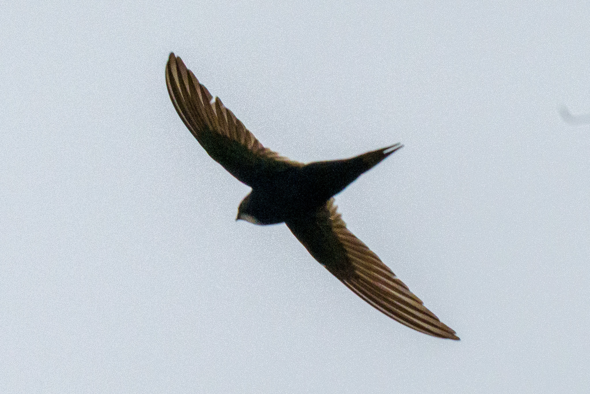 White-rumped Swift (Apus caffer), photo 2