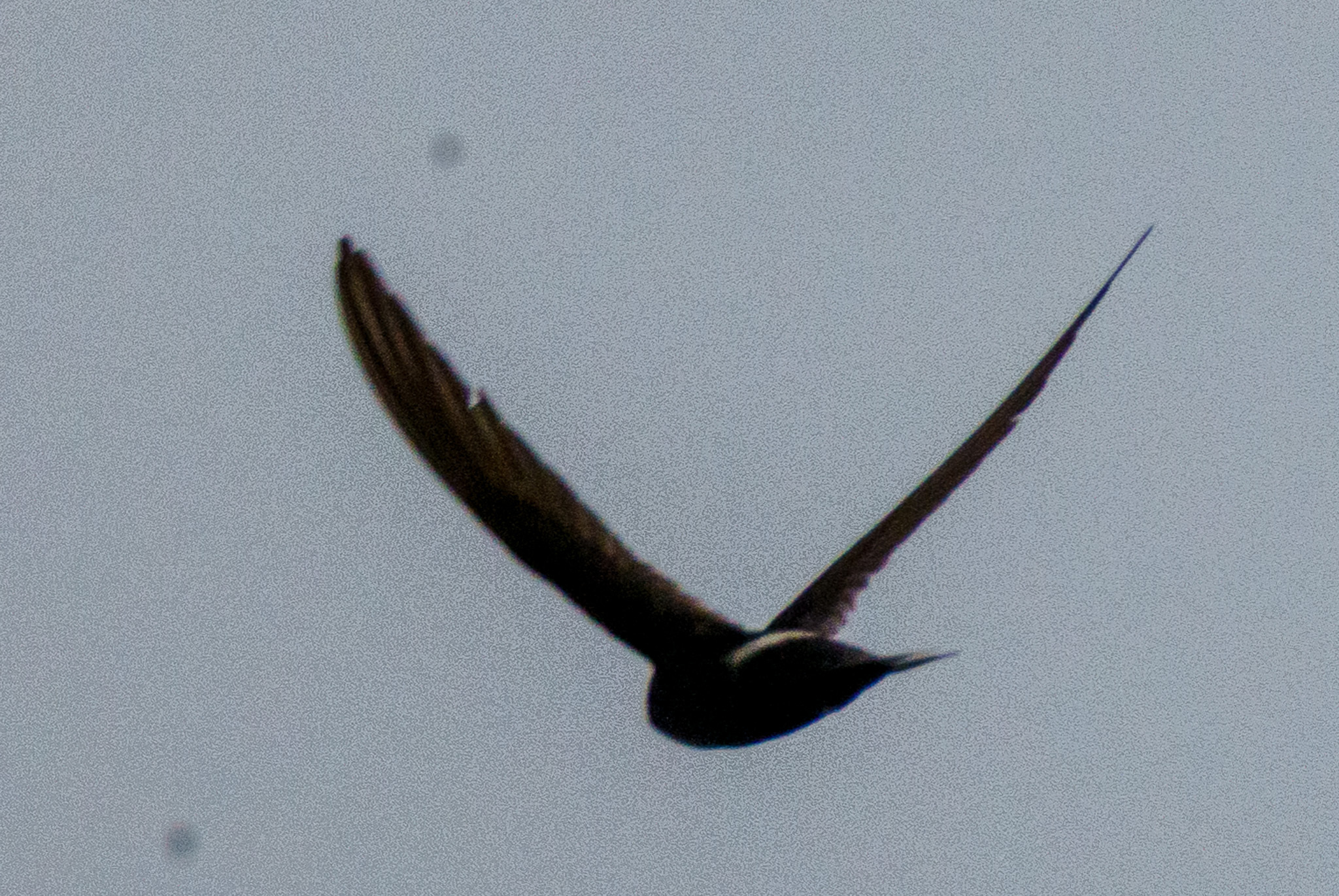 White-rumped Swift (Apus caffer), photo 3