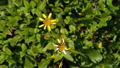 Wollastonia biflora