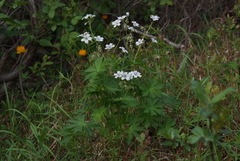 Geranium krylovii