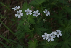 Geranium krylovii